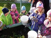 Sklízíme úrodu na školní zahrádce